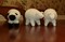 Cuddly Sheep Toys product 1